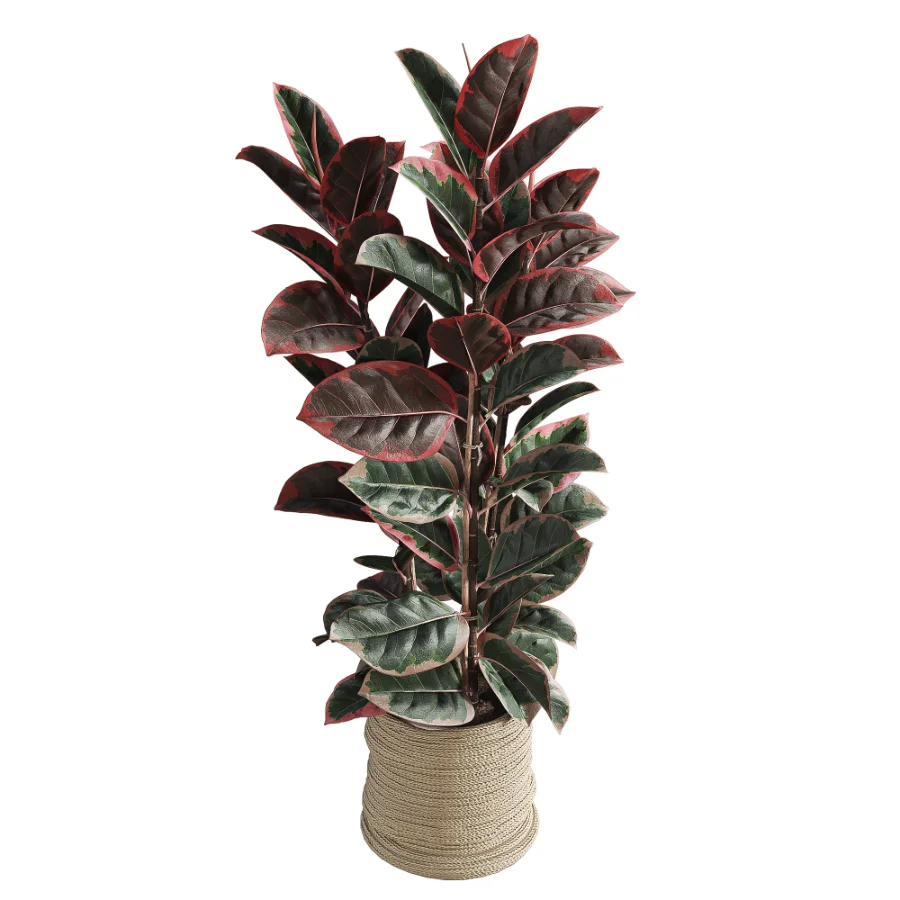 Red Ficus in Jute Pot - Image 3