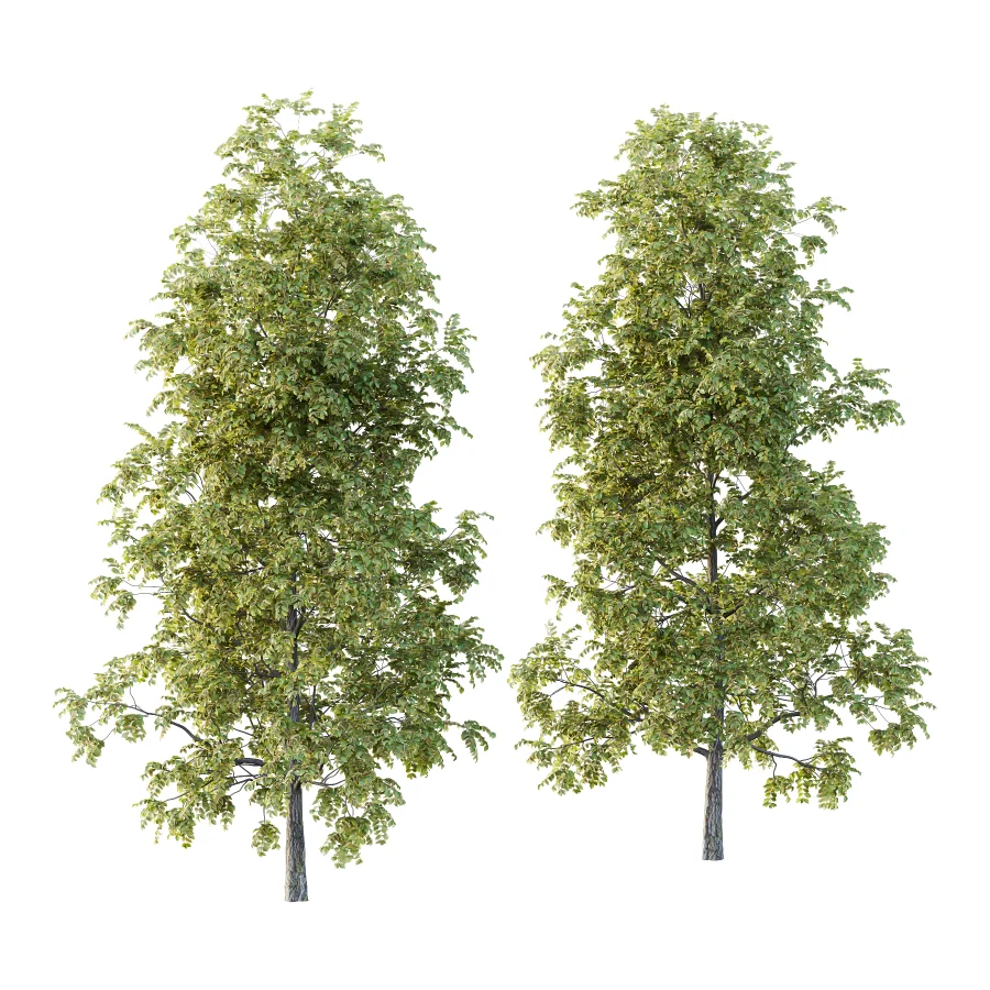 Chinese ash Tree Fraxinus chinensis 01 - Image 1