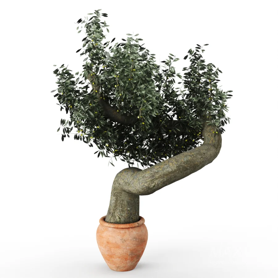 Olive tree - Image 2
