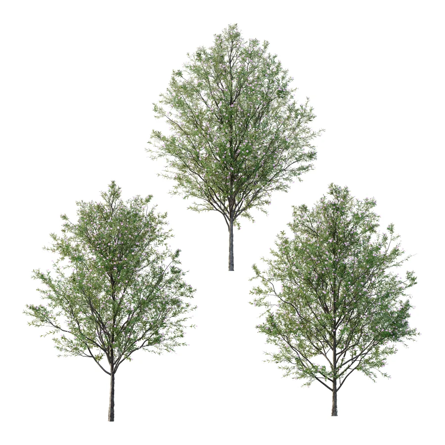 nerium oleander pink tree 02 - Image 6