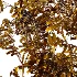 Sambucus nigra Tree 03 - Thumbnail 6