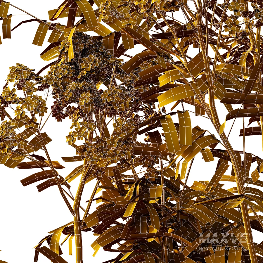 Sambucus nigra Tree 03 - Image 6