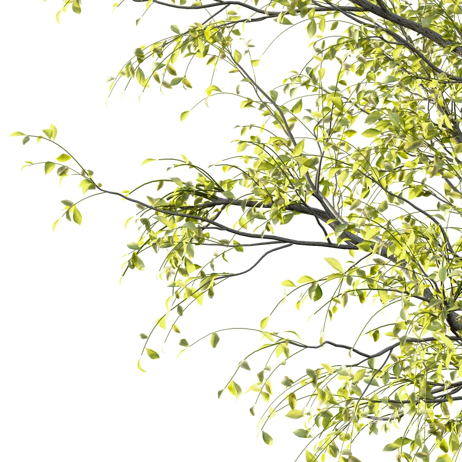 Chinese ash Tree Fraxinus chinensis 05 - Image 2