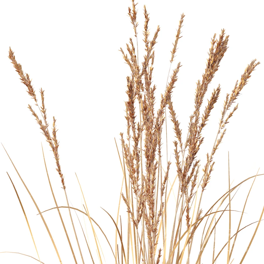 AV Plant Purple Moor Grass Molinia Caerulea - Image 13