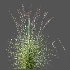 AV Plant Purple Moor Grass Molinia Caerulea - Thumbnail 10