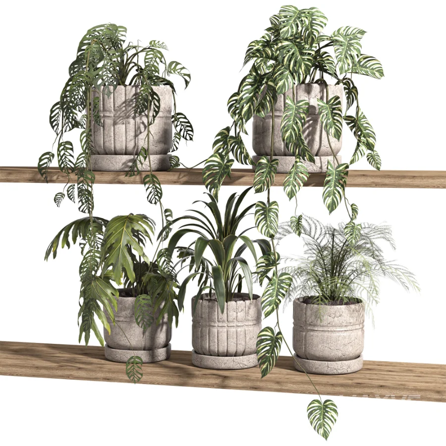 ivy potted plants on shelf - Image 2