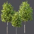 AV Acer X freemanii Freeman Maple Sapindaceae Tree set 03 - Thumbnail 4