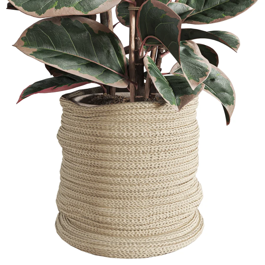 Red Ficus in Jute Pot - Image 6