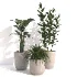 indoor plant_001 - Thumbnail 2