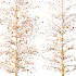AV Autumn trees Real Tree Acer Buergerianum - Thumbnail 8