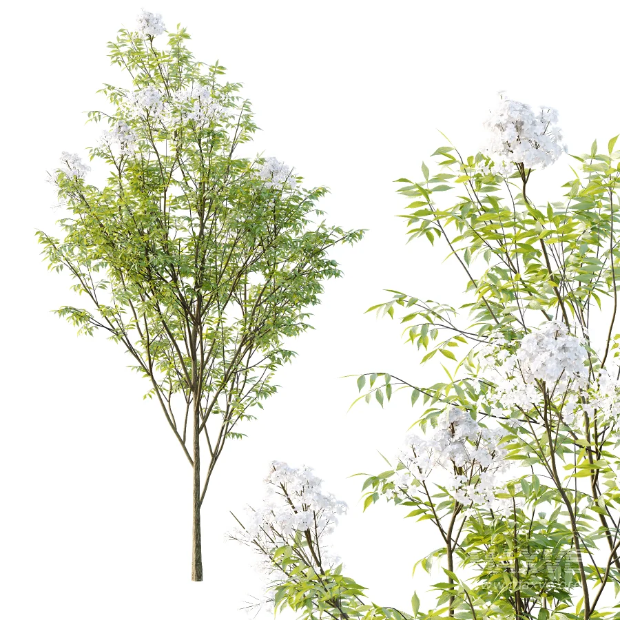 Sambucus nigra Tree 03 - Image 2