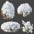 AV Winter Plant Snow Quihoui Privet and Snow Wild Erica Multiflora - Thumbnail 9
