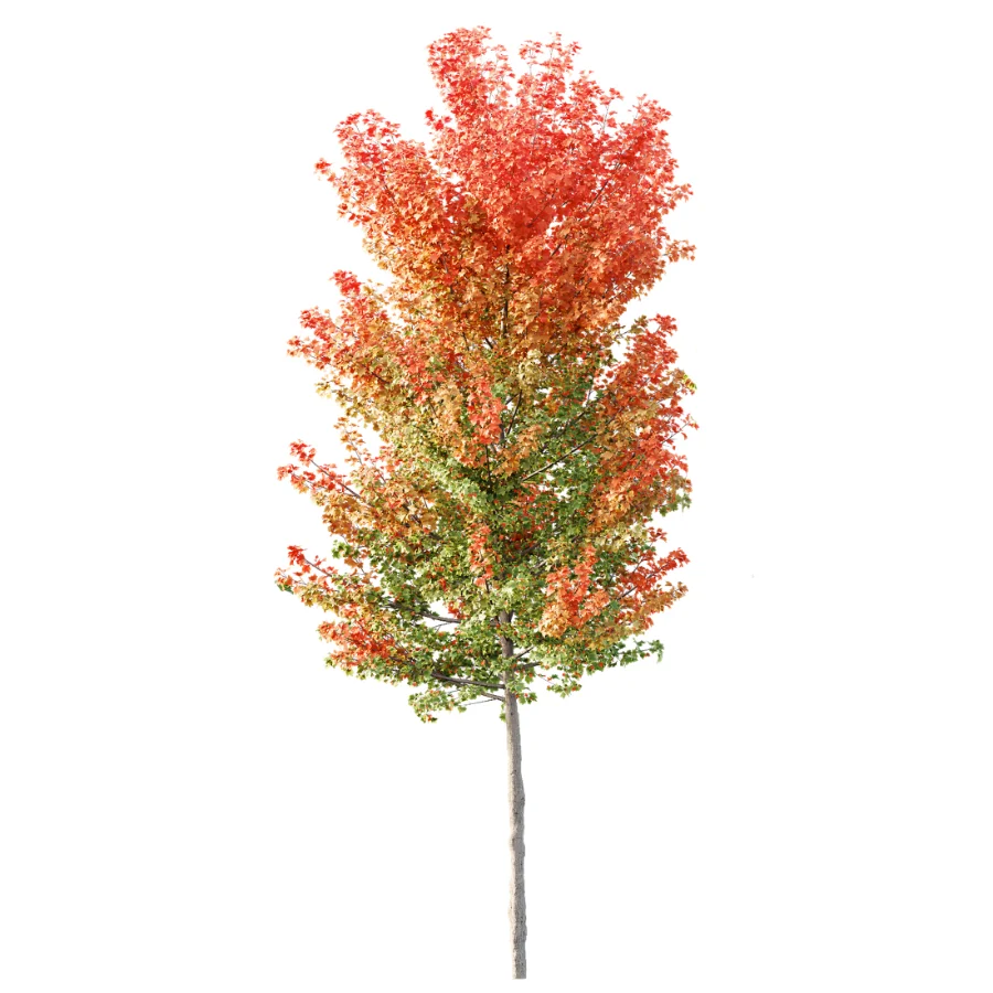 AV Autumn trees Acer X freemanii Freeman Maple Sapindaceae Set set 04 - Image 1