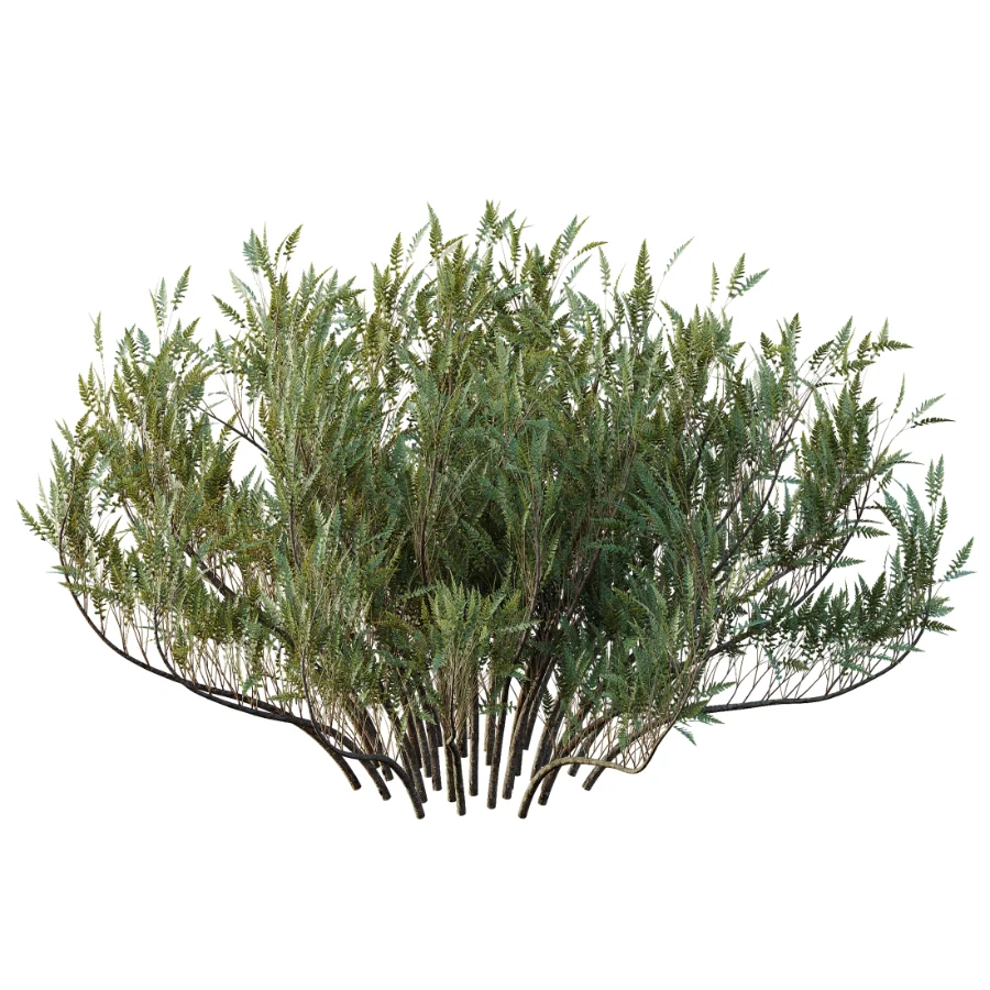 AV Winter Plant Snow Phillyrea Angustifolia Rosemarinifolia and Snow Juniperus Sabina - Image 5