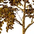 Chinese ash Tree Fraxinus chinensis 04 - Thumbnail 5