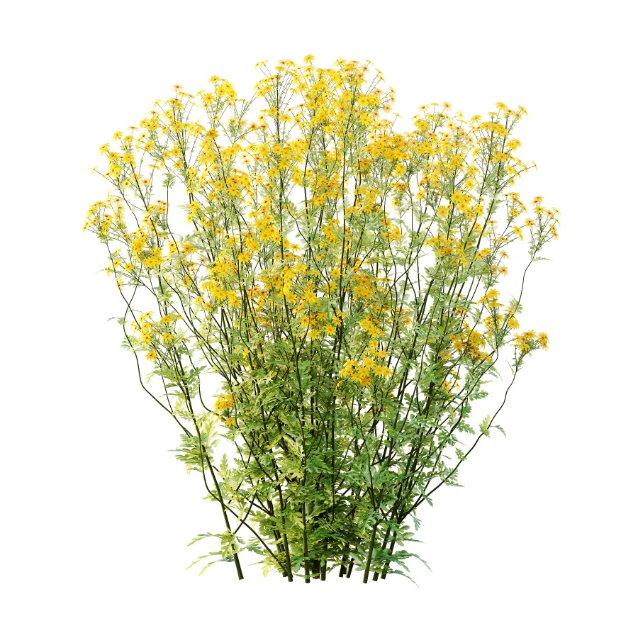 Senecio jacobaea wild flowers Tansy ragwort 01 - Image 4