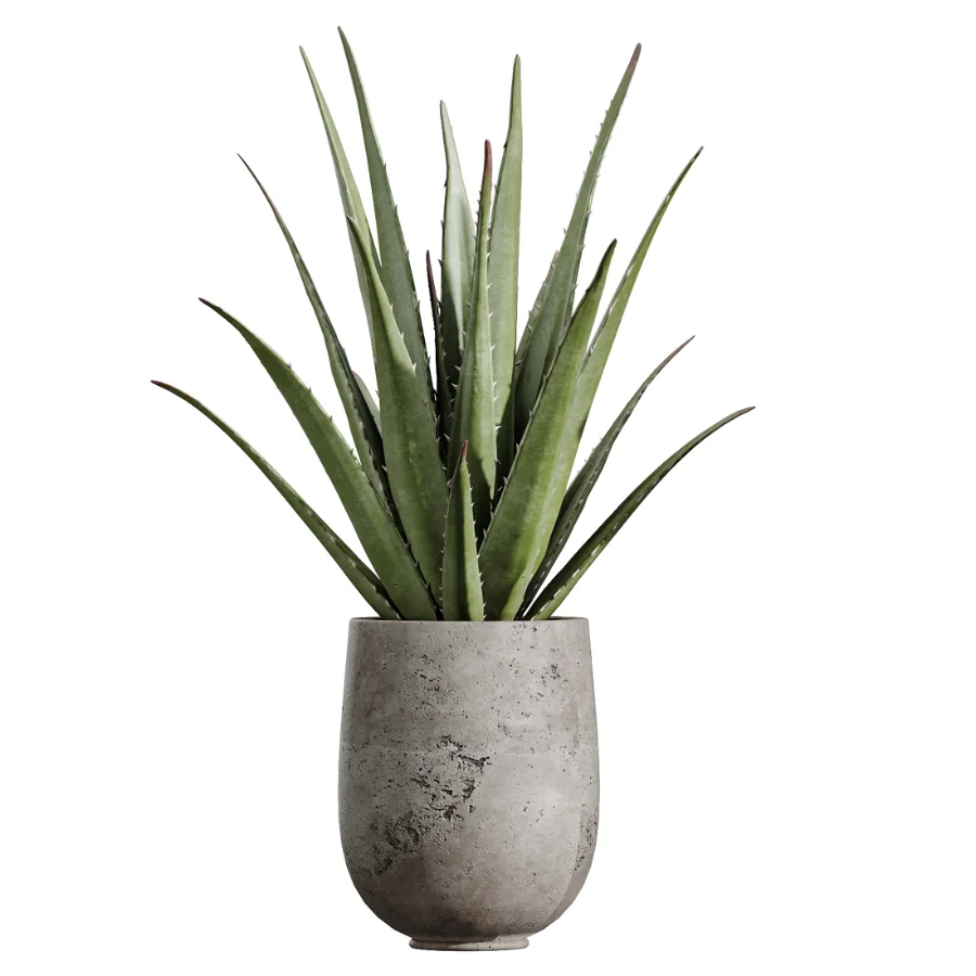 AV Indoor Plants Set 440 Eucalyptus Bouquet and Yucca and Olive and Orange Tree and Aloe Vera - Image 1