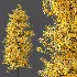 AV Acer Buergerianum Fall and Acer X freemanii - Thumbnail 4