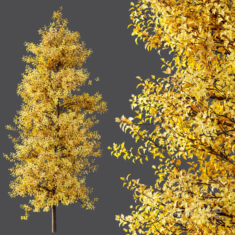 AV Acer Buergerianum Fall and Acer X freemanii - Image 4