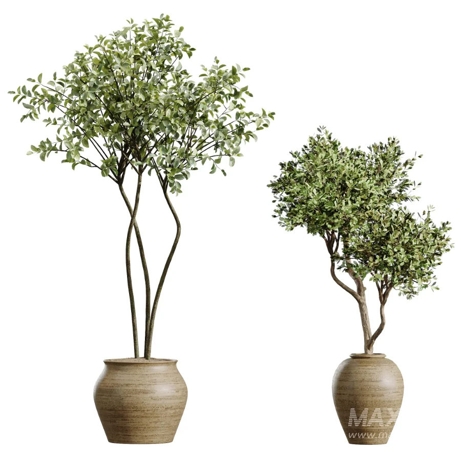 AV Indoor Plants Set 438 Olive and Alocasia Elefantenohr and Yucca Palm and Europaea Olive and Briful Pachira - Image 6