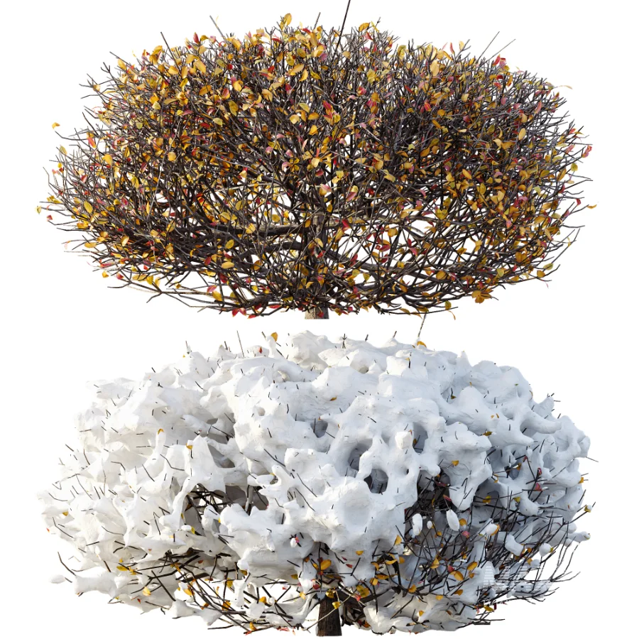 AV Winter Plant Snow Quihoui Privet and Snow Wild Erica Multiflora - Image 4