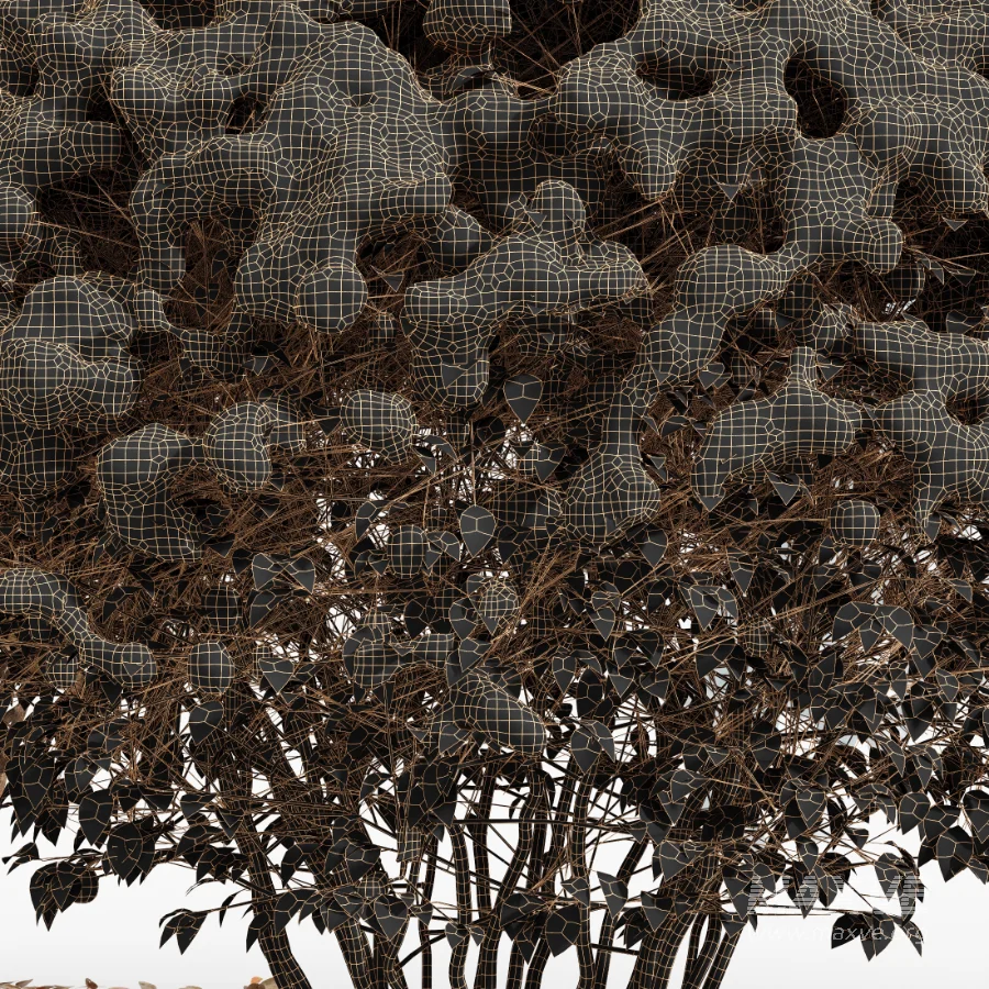 Av Winter Plant darf Yaupon Holly Winter - Image 10