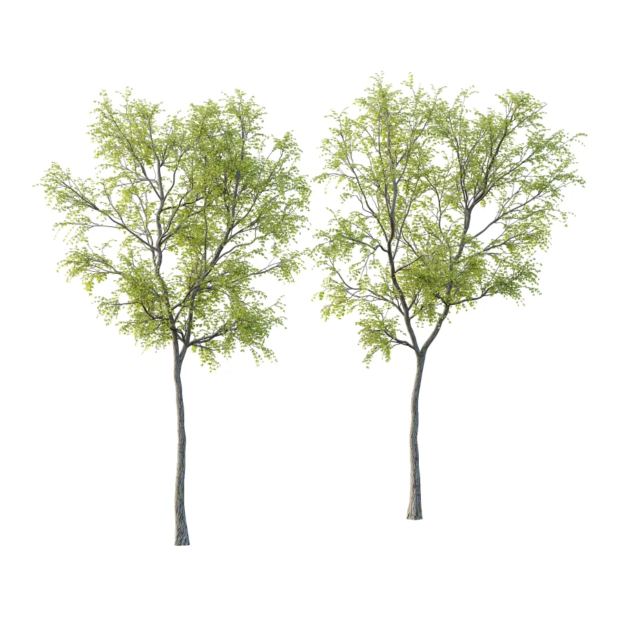 Chinese ash Tree Fraxinus chinensis 06 - Image 1