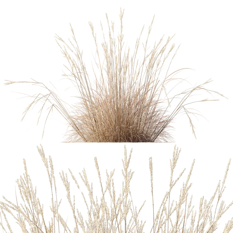 AV Plant Purple Moor Grass Molinia Caerulea Fall - Image 8