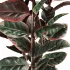 Red Ficus in Jute Pot - Thumbnail 5