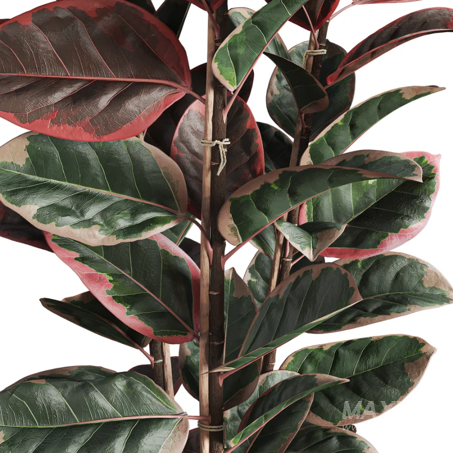 Red Ficus in Jute Pot - Image 5