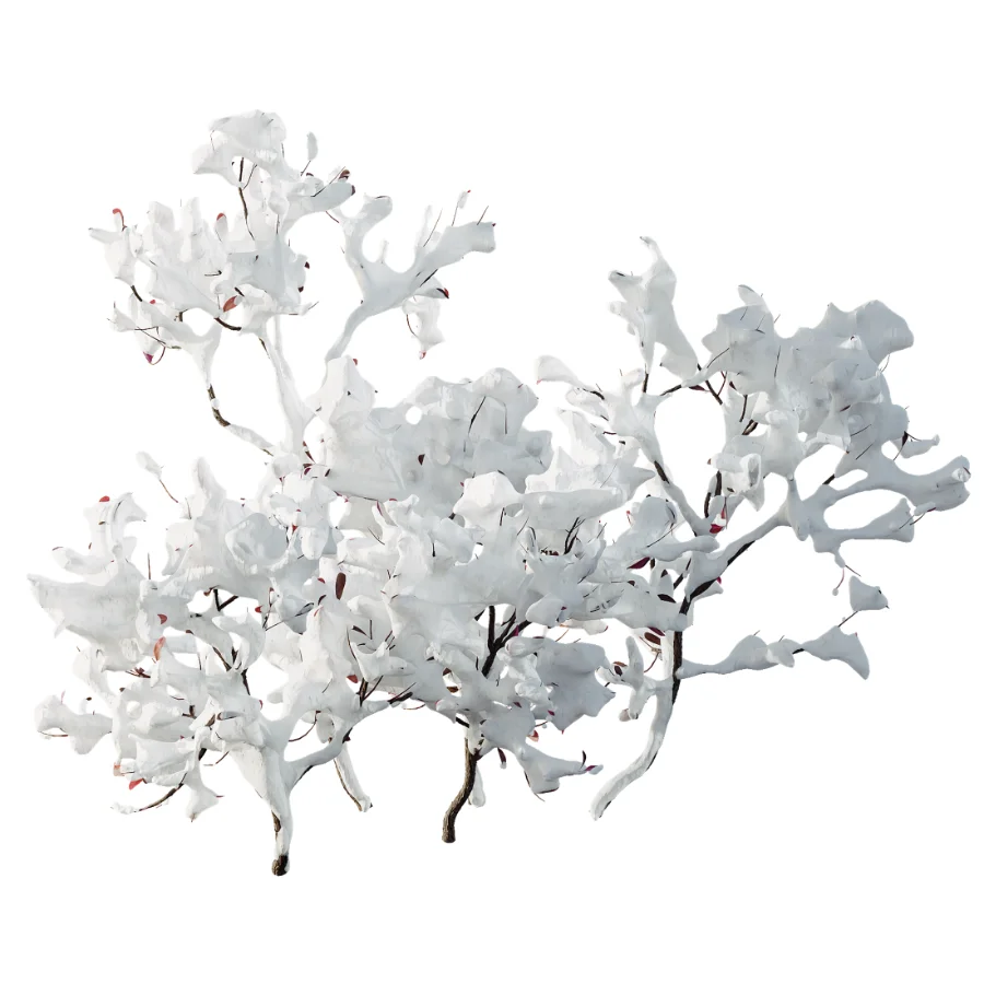 AV Plant Snow Pennsylvania Bayberry and Mexican Sage winter - Image 4