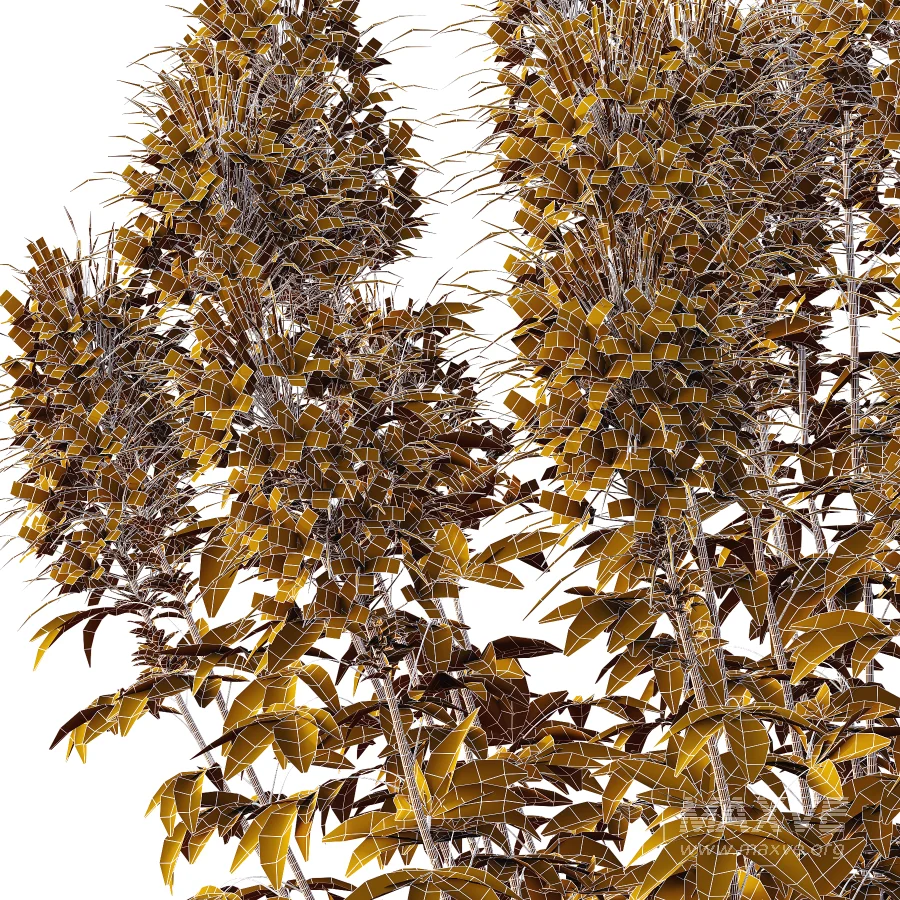 ntal annual, but is impressive for its long flowering period and impressive floral display. We reveal whether the spider flower is hardy and which location is optimal for successful planting.The spider flower belongs to the spider family (Cleomaceae) and comes from subtropical Central and South America. The taxonomy of the beautiful spider flower has not yet been clearly defined, which is why you can also come across names such as Cleome hassleriana and Tarenaya hassleriana when looking for the summer flower. It is often called spiny spider flower or bee plant. The long stamens of the flowers give this special ornamental plant its name. Together with the petals, the appearance is reminiscent of a spider with long legs. This is why it’s known as the “spiny spider flower”. The long and narrow pod fruits are formed during the flowering period from July to October. Depending on the variety, the spider flower shines with pink, purple, red or white flowerheads and grows between 90 and 160cm tall. - Image 4