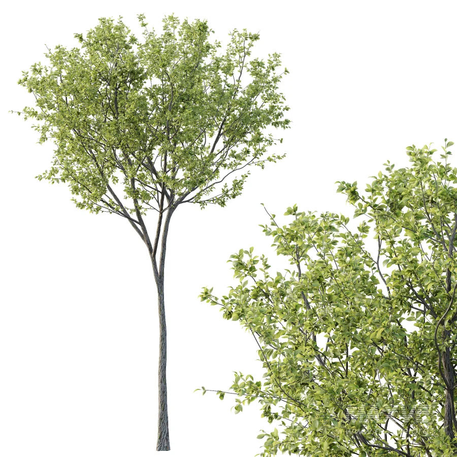 Chinese ash Tree Fraxinus chinensis 08 - Image 2