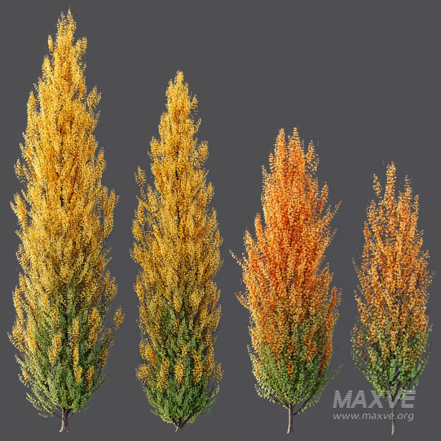 AV Acer X freemanii Freeman Maple Sapindaceae set 06 - Image 4