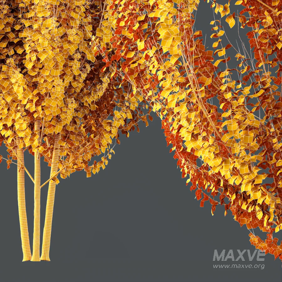 AV Acer X_freemanii Freeman Maple Sapindaceae Autumn Blaze set 05 - Image 7