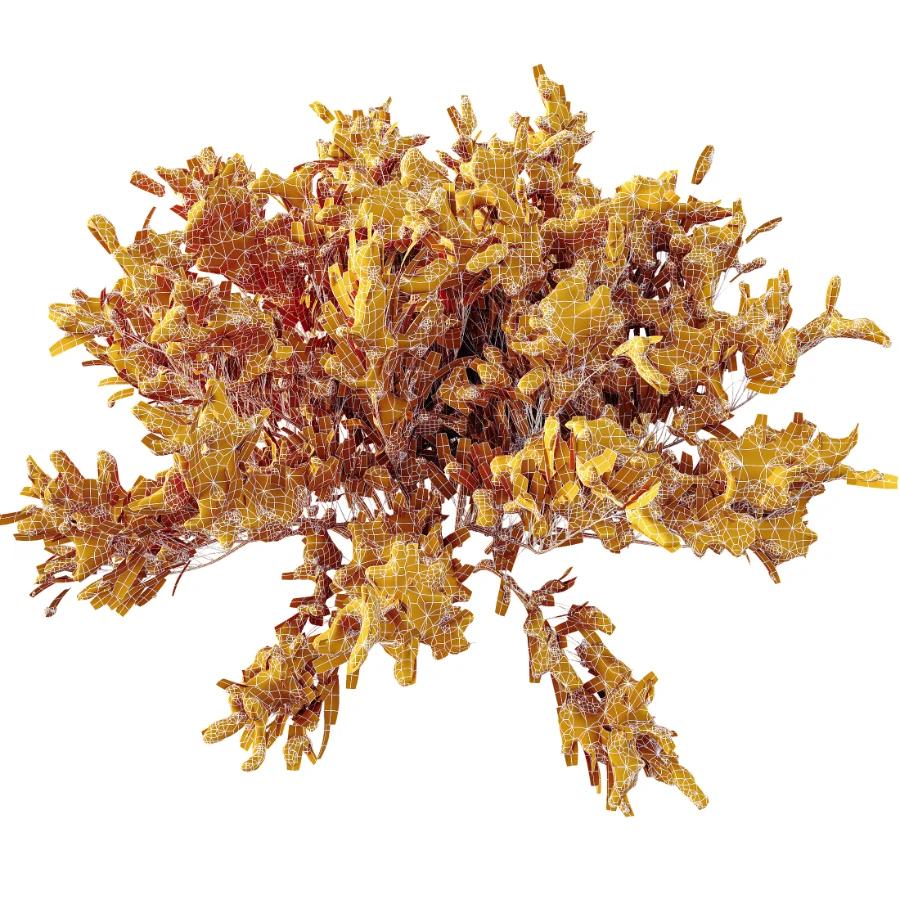 AV Winter Plant Snow Phillyrea Angustifolia Rosemarinifolia and Snow Juniperus Sabina - Image 7