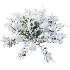 AV Winter Plant Snow Phillyrea Angustifolia Rosemarinifolia and Snow Juniperus Sabina - Thumbnail 4