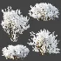 AV Winter Plant Snow Nerium Oleander Flower and Snow Salvia Mexican Sage - Thumbnail 5