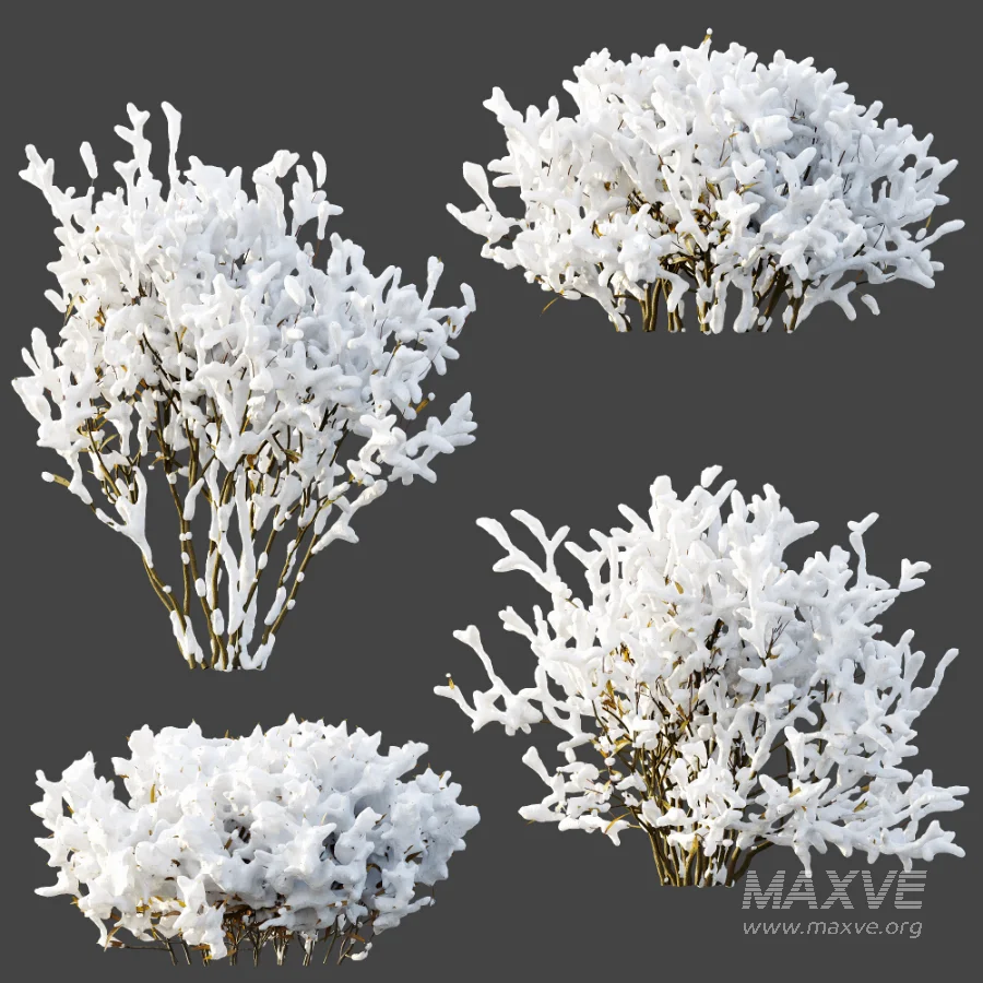 AV Winter Plant Snow Nerium Oleander Flower and Snow Salvia Mexican Sage - Image 5