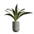AV Indoor Plants Set 437 Olive and Rubber Ficus and Ficus Marginata and Lime Cane Dragon and Ficus African Fig - Thumbnail 3
