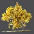 AV Fall trees Acer Saccharinum and Maidenhair Ginkgo - Thumbnail 4