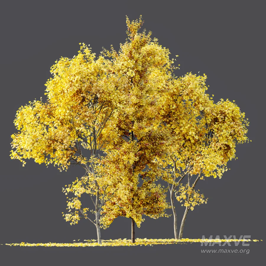 AV Fall trees Acer Saccharinum and Maidenhair Ginkgo - Image 4