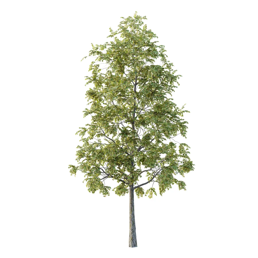 Chinese ash Tree Fraxinus chinensis 02 - Image 2