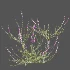 AV Plant Bush Purple Heather Calluna Vulgaris - Thumbnail 6