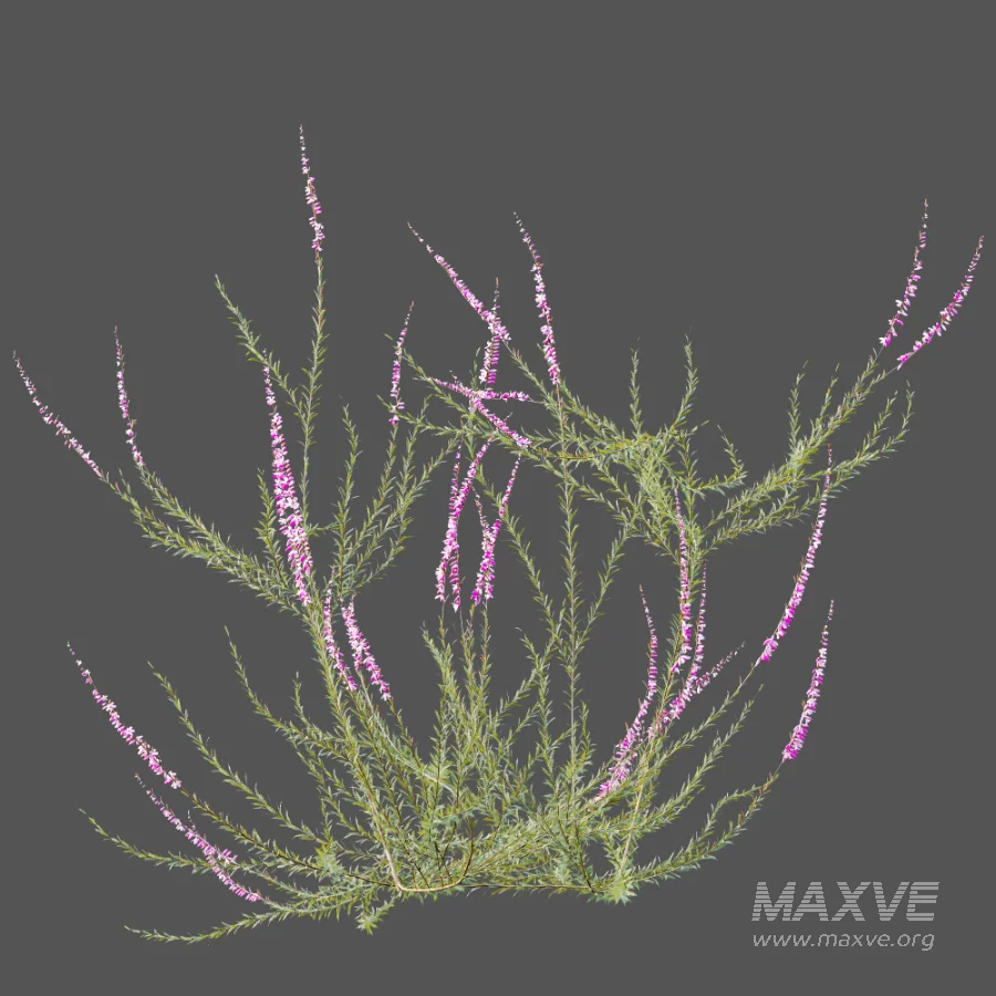 AV Plant Bush Purple Heather Calluna Vulgaris - Image 6