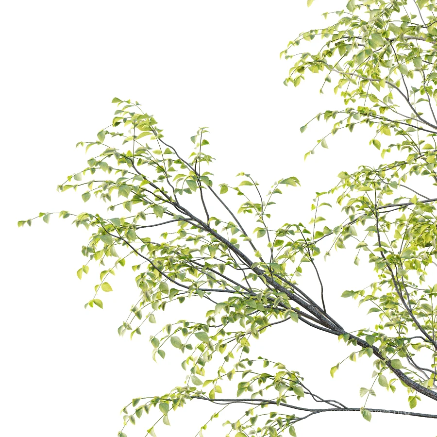 Chinese ash Tree Fraxinus chinensis 06 - Image 2