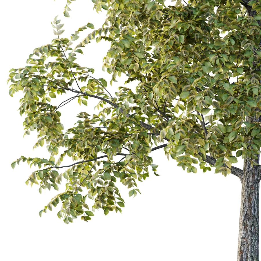 Chinese ash Tree Fraxinus chinensis 01 - Image 2