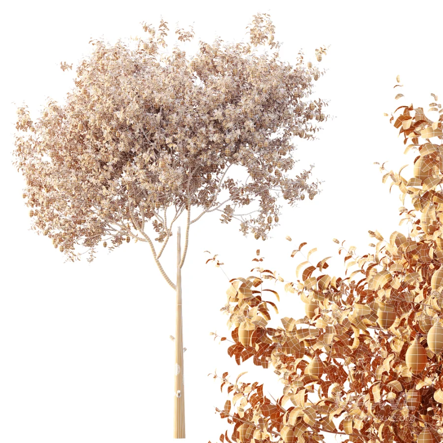 AV Plants Citrus Meyer Lemon Version02 - Image 7