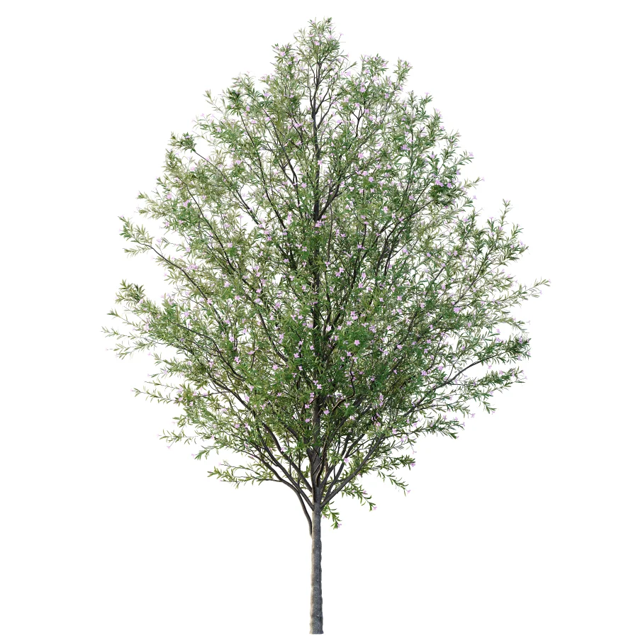 nerium oleander pink tree 02 - Image 4