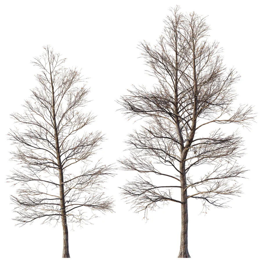 AV Dry winter trees - Image 3